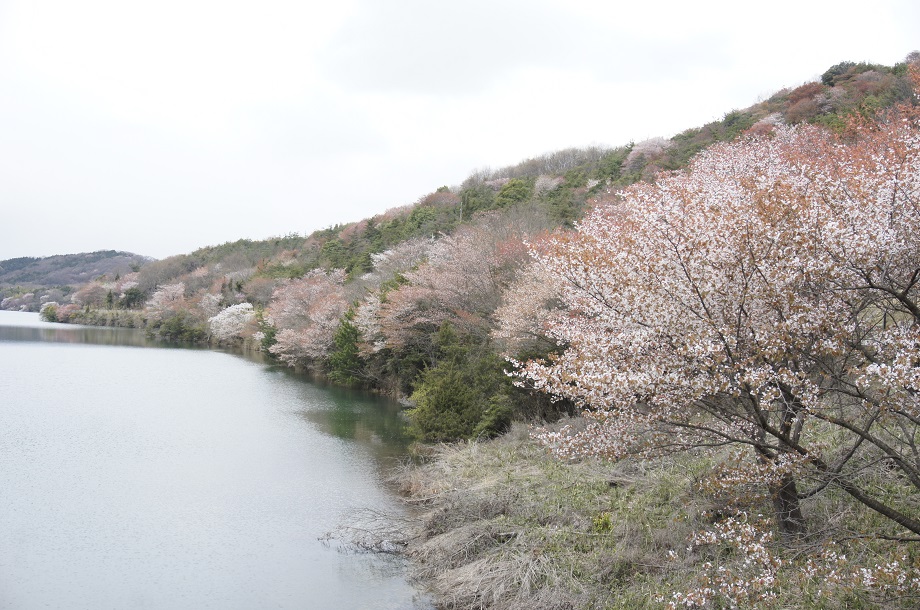 隣接する桜山貯水池の早春の様子です。
