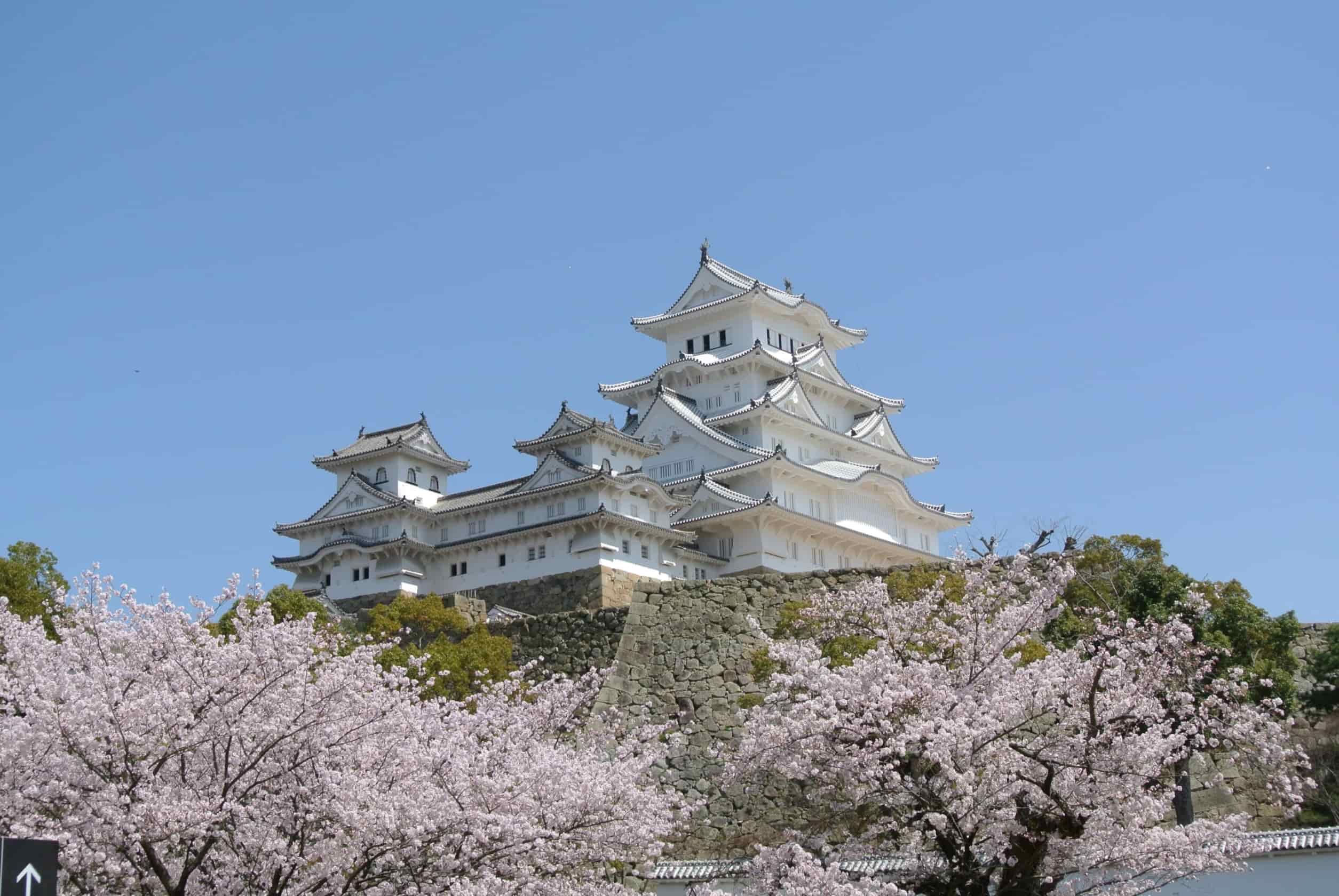 桜②