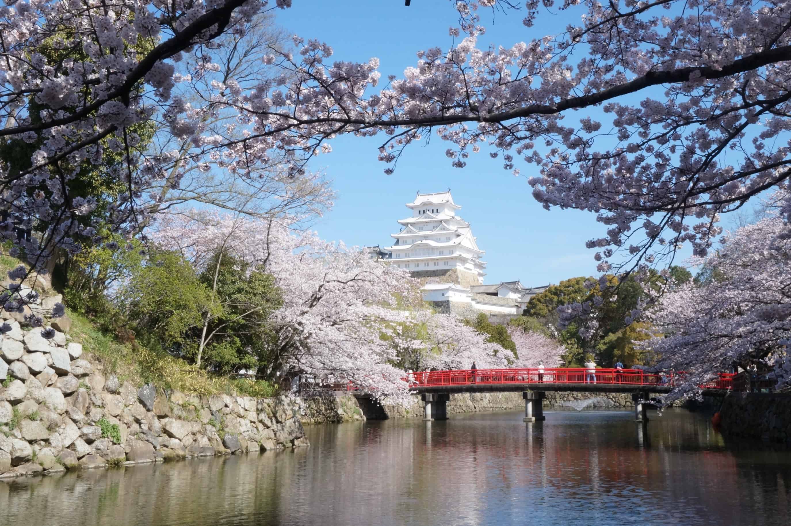 桜①